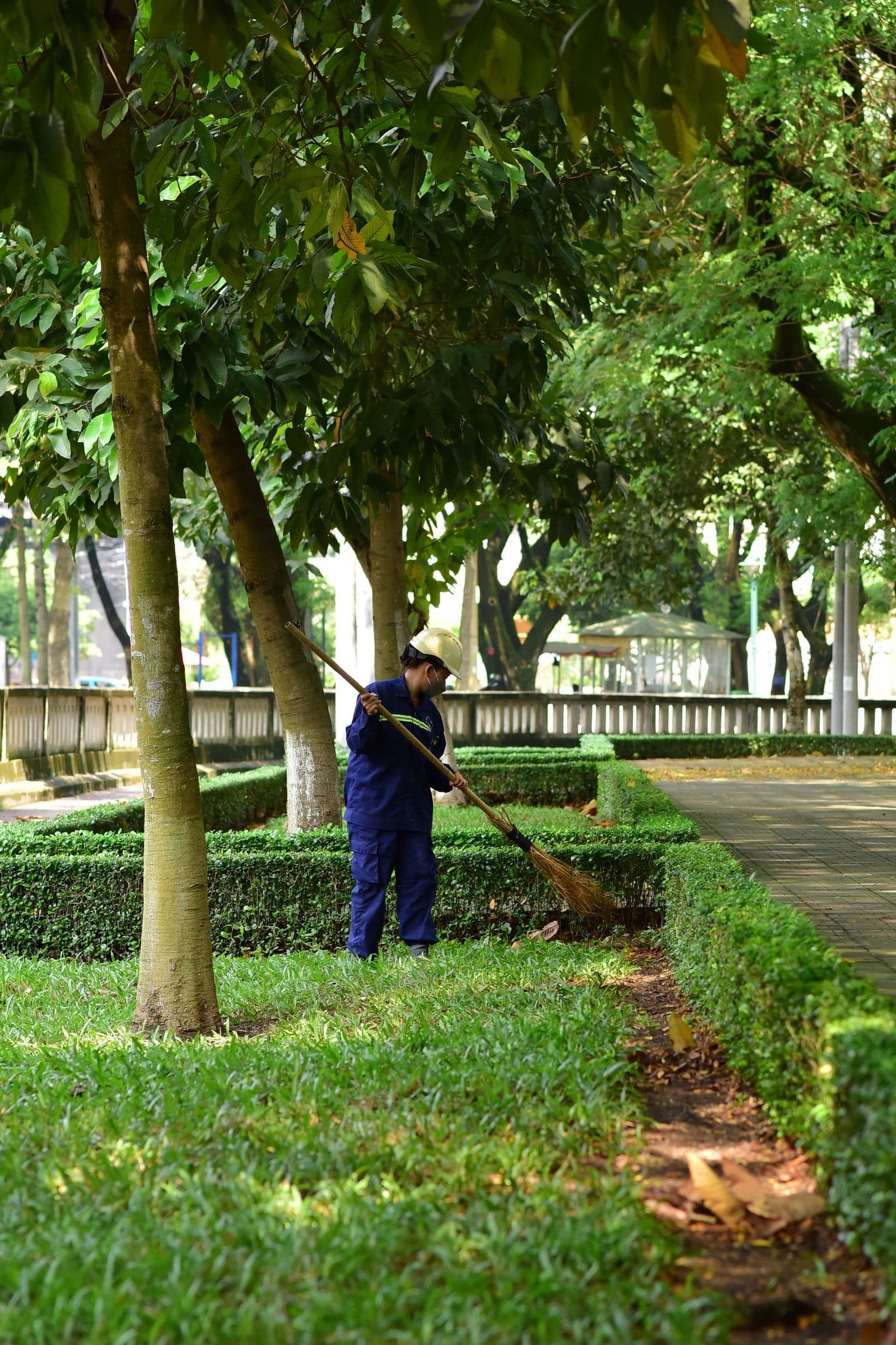 Groundskeeper sweeping debris from a manicured hedge line