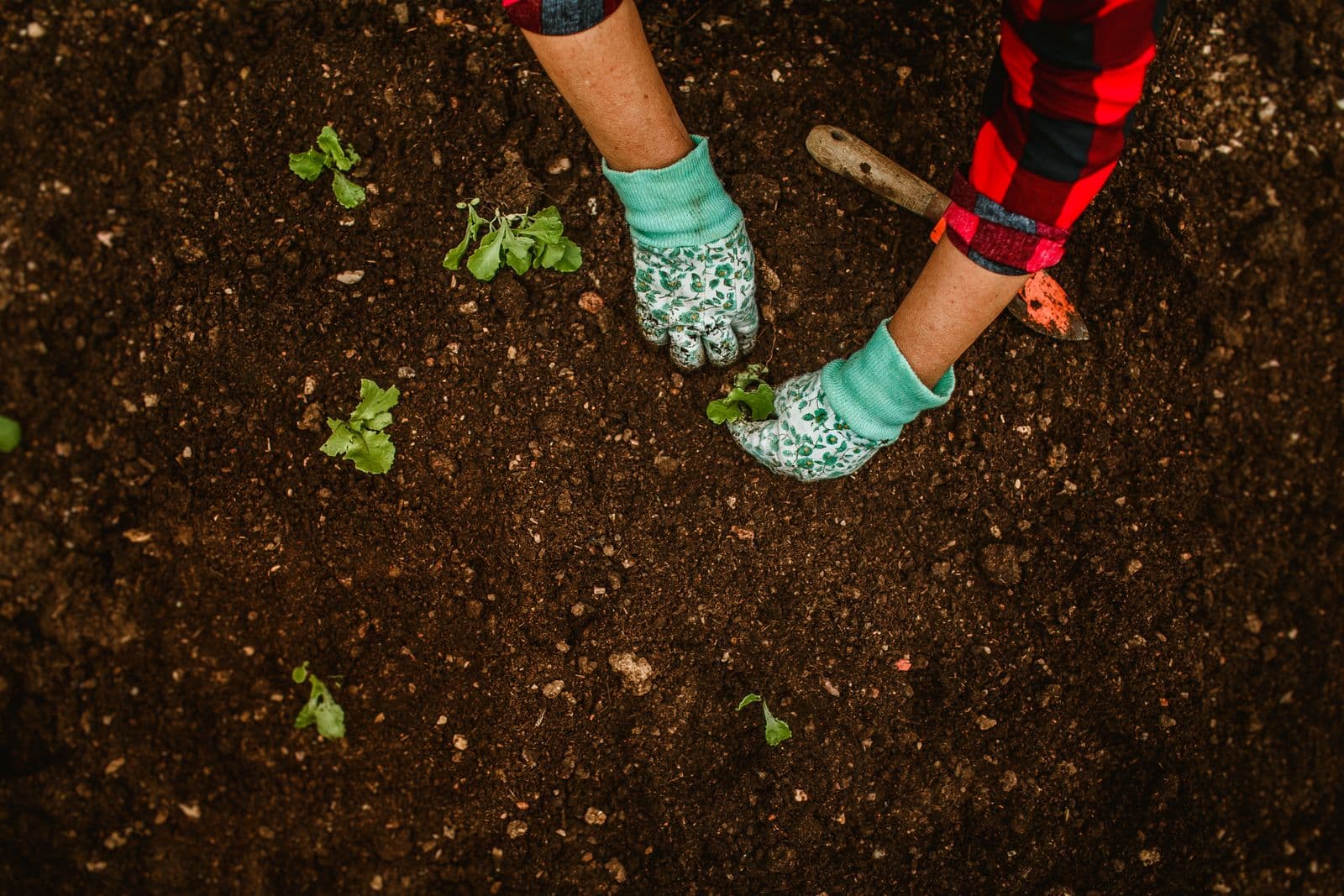 Gloved hands setting new plants into a fresh bed